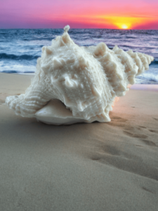 Grand Coquillage Jangostor