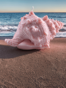 Grand Coquillage Jangostor