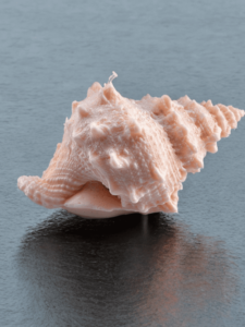 Grand Coquillage Jangostor